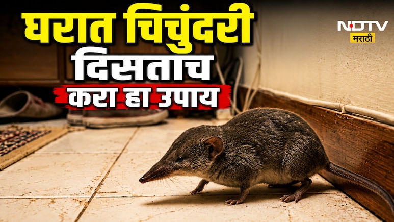 Monsoon Home Tips: पावसाळ्यात घरात चिचुंदरीचा सुळसुळाट झालाय? एका घरगुती उपायाने अवघ्या 5 मिनिटांत पळवून लावा!