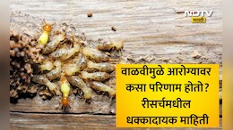 Termite Infestation Risks: लाकडी फर्निचरच नव्हे तर तुमचे फुफ्फुसही खराब करतेय वाळवी, धोका वाचून उडेल झोप