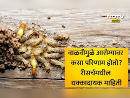 Termite Infestation Risks: लाकडी फर्निचरच नव्हे तर तुमचे फुफ्फुसही खराब करतेय वाळवी, धोका वाचून उडेल झोप
