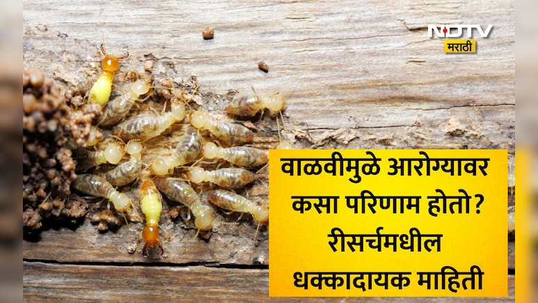 Termite Infestation Risks: लाकडी फर्निचरच नव्हे तर तुमचे फुफ्फुसही खराब करतेय वाळवी, धोका वाचून उडेल झोप