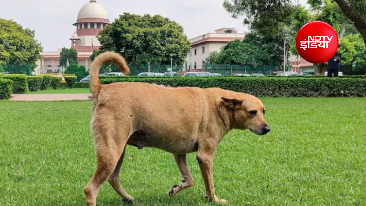 आवारा कुत्ते बहुत ज्यादा हैं; क्या वे पालतू हैं? दिल्ली हाईकोर्ट का स्वत: संज्ञान, सरकार-MCD से मांगी रिपोर्ट