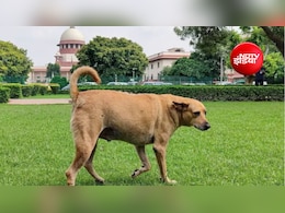 आवारा कुत्ते बहुत ज्यादा हैं; क्या वे पालतू हैं? दिल्ली हाईकोर्ट का स्वत: संज्ञान, सरकार-MCD से मांगी रिपोर्ट
