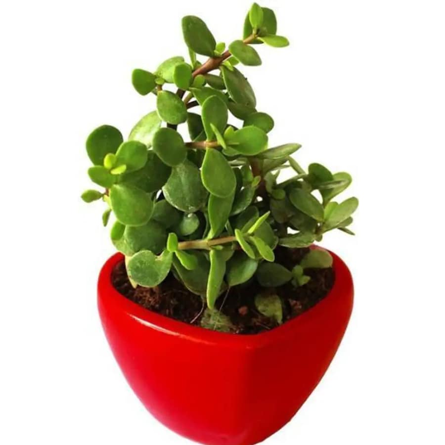 Click here to buy: Agrawbic Jade Plant (Hybrid, Pack of 1)