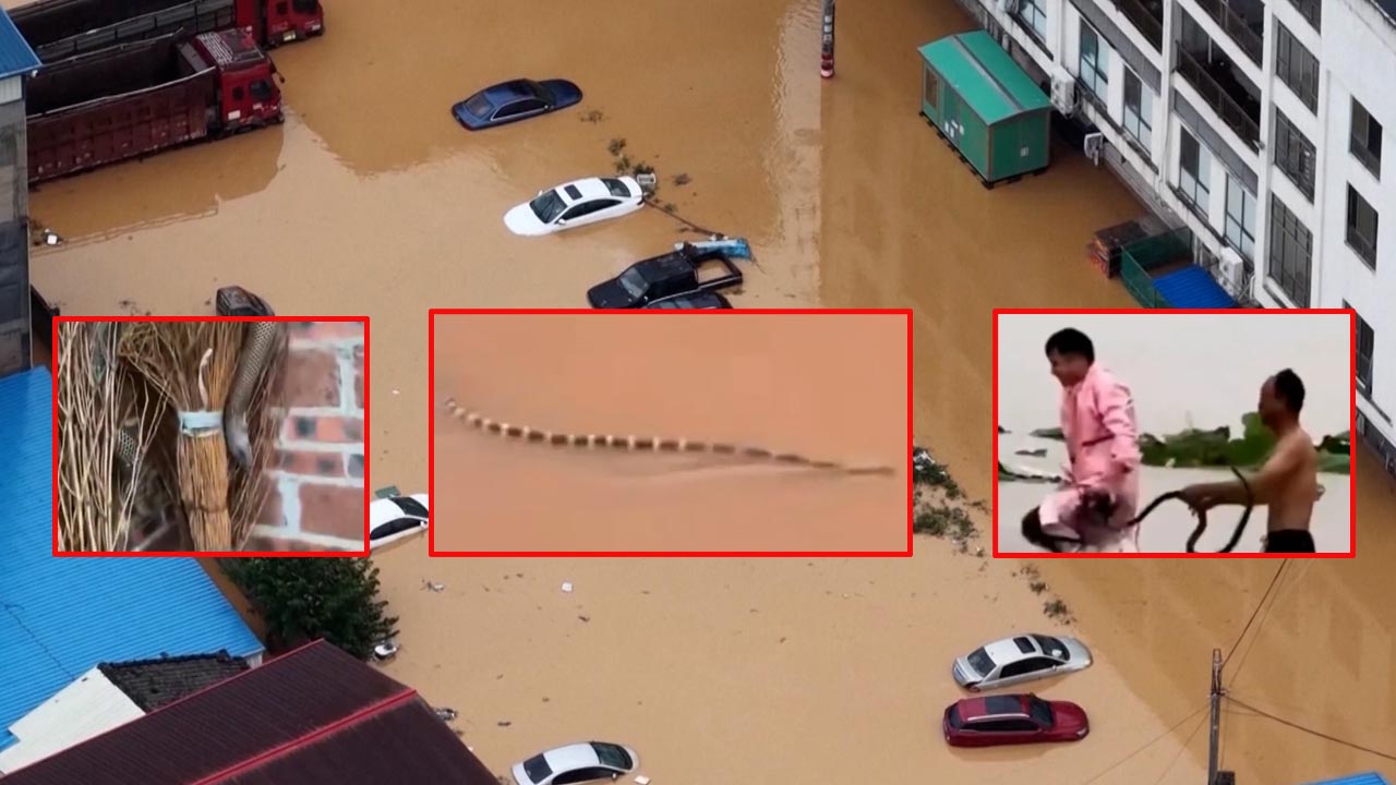 China Rain Havoc: Around 900 Snakes Swept Into Residential Areas