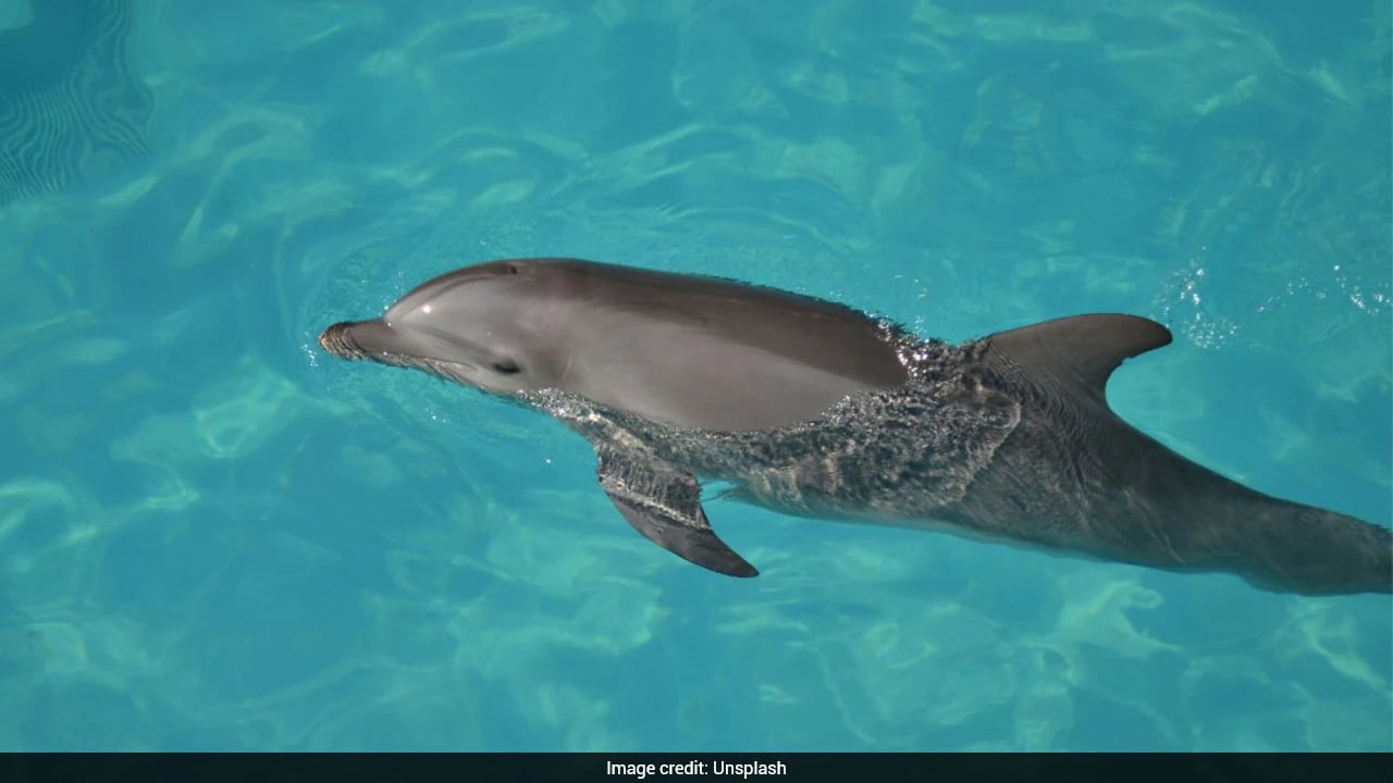 Hotel Faces Backlash For Keeping Dolphins In 'Shallow' Pool Originally Built For Guests