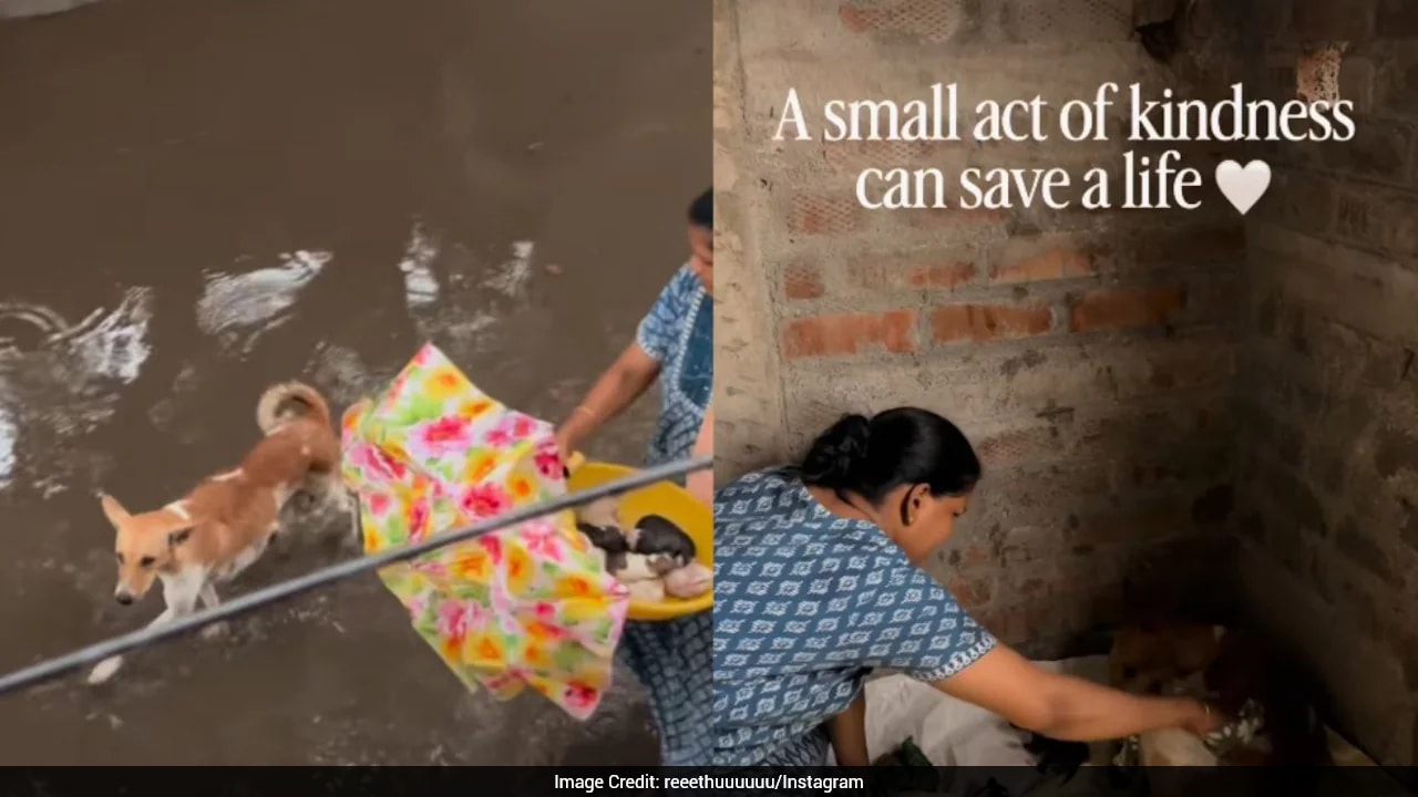 Family Shelters Street Dog And Newborn Puppies From Rain, Video Melts Hearts