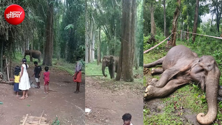 जंगली हथनी 'लक्ष्मी' की मौत पर केरल का गांव मना रहा शोक, पढ़िए इंसानियत की ये अनोखी कहानी