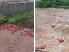 Viral Video: Thousands Of LPG Cylinders Swept Into Patalganga River Amid Heavy Rains In Raigad
