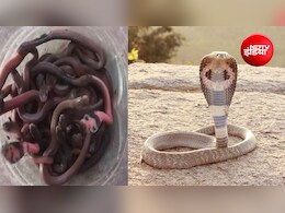 घर में मिले 28 जहरीले कोबरा, सांपों का जखीरा देख गांव में सब हैरान, लक्ष्मीपुर में अभी और बड़े नागों की तलाश
