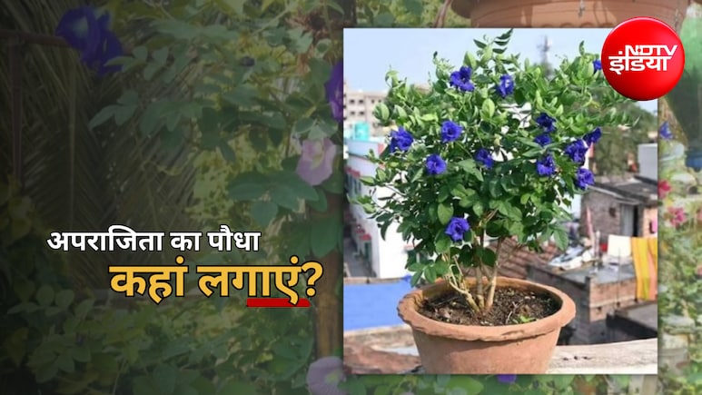 Aparajita Plant: धन और सुख-समृद्धि की चाह है? सिर्फ एक पौधा बदल सकता है आपकी किस्मत, जानिए अपराजिता लगाने की सही दिशा