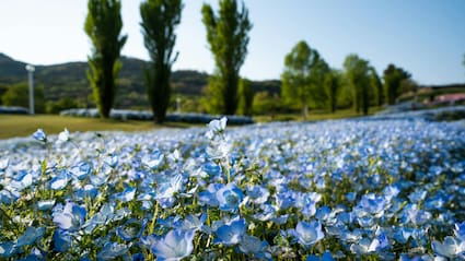 Japan's Hidden Blue Flower Paradise Is A Perfect Day Trip From Tokyo
