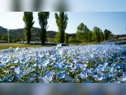 Japan's Hidden Blue Flower Paradise Is A Perfect Day Trip From Tokyo
