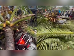 Thane Rains Tragedy: Coconut Tree Falls On Moving Two-Wheeler In Thane, Ex-Deputy Mayor's Son Killed