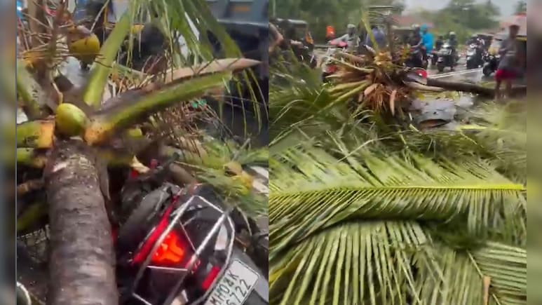 Thane Rains Tragedy: Coconut Tree Falls On Moving Two-Wheeler In Thane, Ex-Deputy Mayor's Son Killed