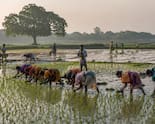 Monsoon Cushion Thins Despite Better Sowing; South India Emerges As Weak Spot: Dolat