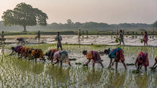 Monsoon Cushion Thins Despite Better Sowing; South India Emerges As Weak Spot: Dolat