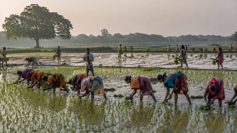 Monsoon Cushion Thins Despite Better Sowing; South India Emerges As Weak Spot: Dolat