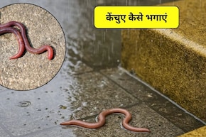 बारिश में घर में घुस आए केंचुए, इन 4 आसान घरेलू तरीकों से पाएं छुटकारा