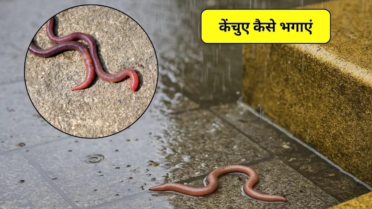 बारिश में घर में घुस आए केंचुए, इन 4 आसान घरेलू तरीकों से पाएं छुटकारा