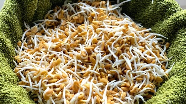 Methi dana sprouts can help control blood sugar when it is eaten before lunch