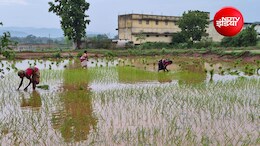 अभी नहीं टला अल नीनो का खतरा! मॉनसून में सुधार के बावजूद खरीफ बुवाई 91.95 लाख हेक्टेयर पीछे