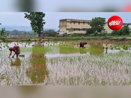 अभी नहीं टला अल नीनो का खतरा! मॉनसून में सुधार के बावजूद खरीफ बुवाई 91.95 लाख हेक्टेयर पीछे