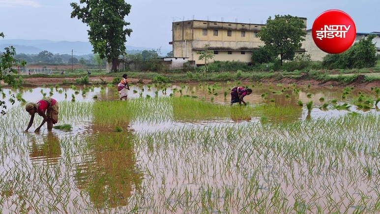 अभी नहीं टला अल नीनो का खतरा! मॉनसून में सुधार के बावजूद खरीफ बुवाई 91.95 लाख हेक्टेयर पीछे