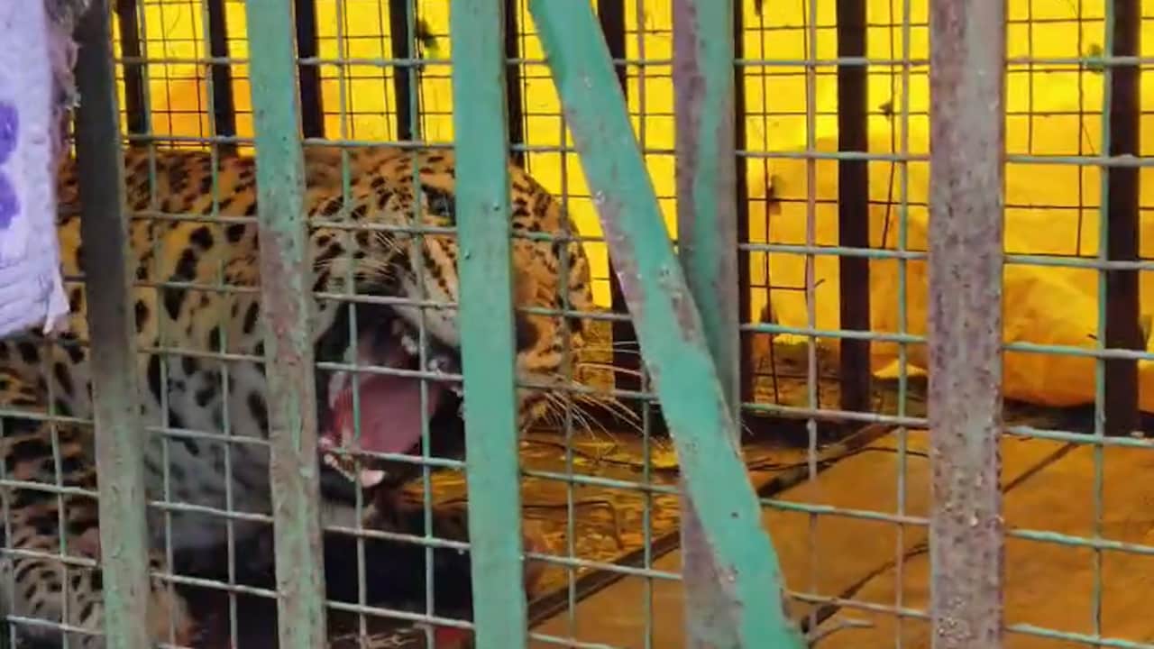 khandwa leopard trapped in cage using chicken bait khandwa leopard trapped in cage using chicken bait