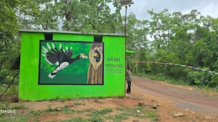 हॉर्नबिल सफारी करें, देखें दुनिया का सबसे तेज पक्षी शाहीन फाल्कन; नक्सल खत्म होते ही दिख रही जंगल की खूबसूरती