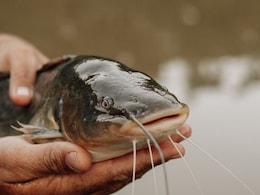 Can Cancer Be Contagious? A New Study In Fish Gives A Surprising Answer