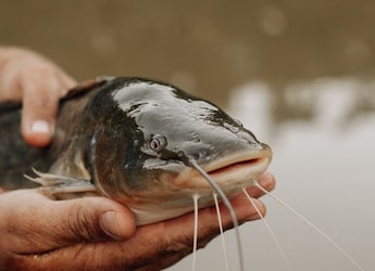 Can Cancer Be Contagious? A New Study In Fish Gives A Surprising Answer