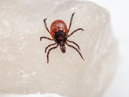 Ticks In Your Yard? How To Avoid Bites And Stay Safe
