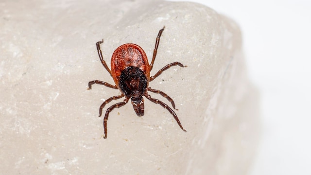 Tick bites can carry various diseases and need to be safely removed in it bites you