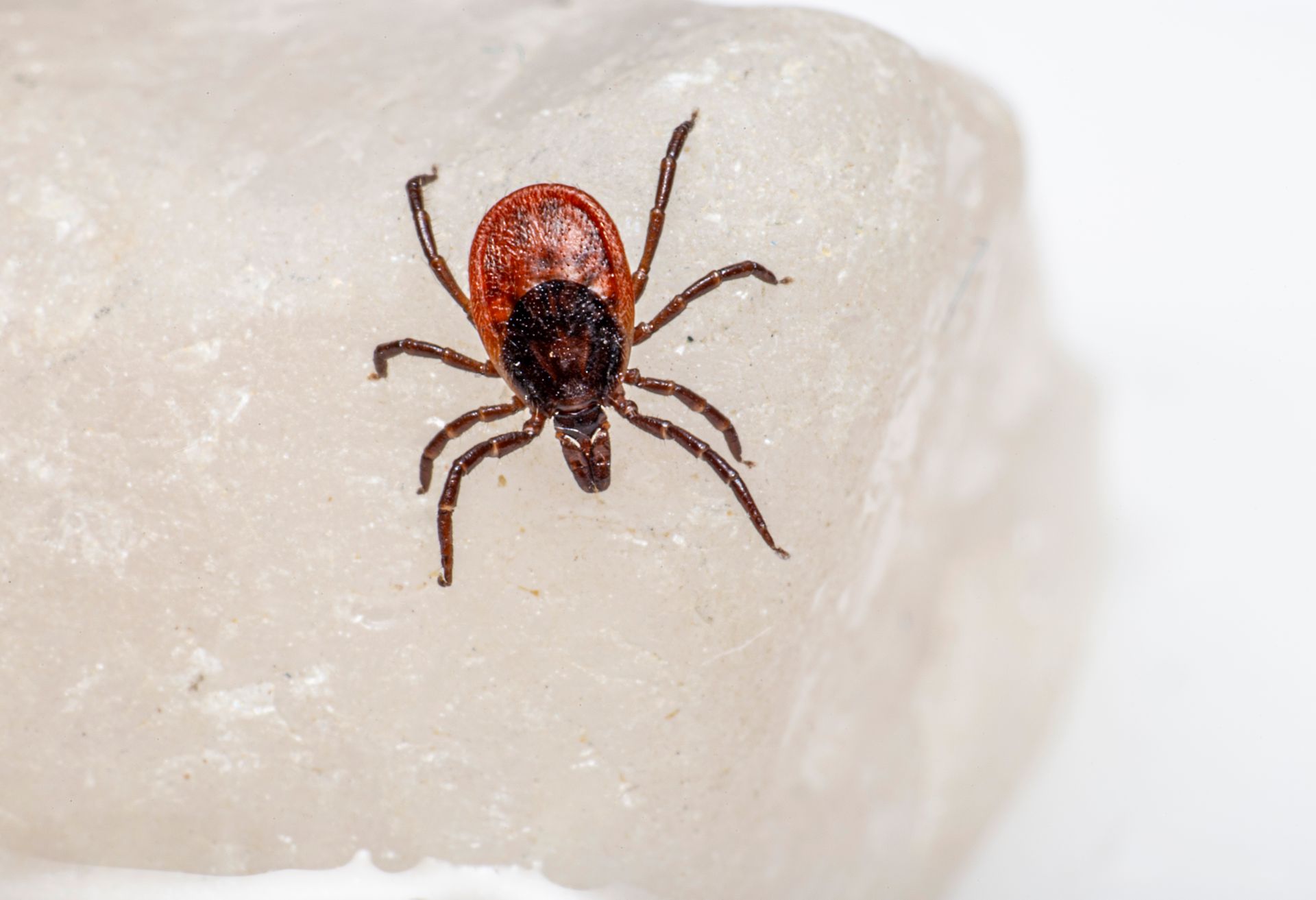 Tick bites can carry various diseases and need to be safely removed in it bites you