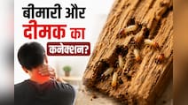 लकड़ी के फर्नीचर के लिए ही नहीं, आपकी सेहत के लिए खतरा है दीमक, जानिए कैसे यह छोटा सा कीड़ा बना देता है बीमार