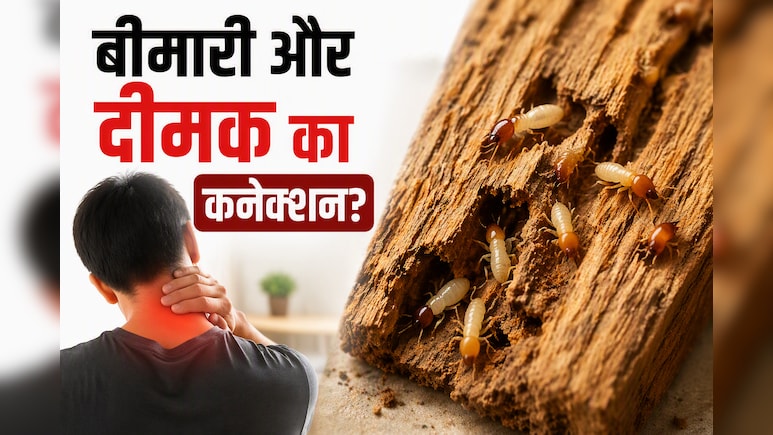 लकड़ी के फर्नीचर के लिए ही नहीं, आपकी सेहत के लिए खतरा है दीमक, जानिए कैसे यह छोटा सा कीड़ा बना देता है बीमार