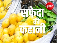 समुद्र के रास्ते सिंगापुर पहुंचा भारत का सफेदा आम, आखिर क्यों दुनिया दीवानी है बैगनपल्ली आम की?