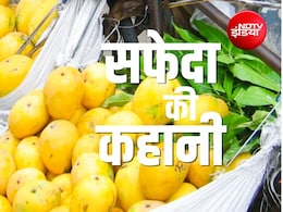 समुद्र के रास्ते सिंगापुर पहुंचा भारत का सफेदा आम, आखिर क्यों दुनिया दीवानी है बैगनपल्ली आम की?