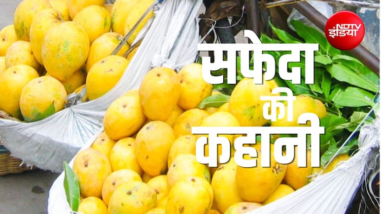 समुद्र के रास्ते सिंगापुर पहुंचा भारत का सफेदा आम, आखिर क्यों दुनिया दीवानी है बैगनपल्ली आम की?