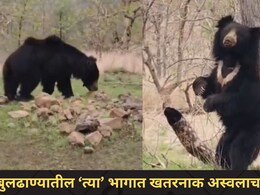 Buldhana News:फक्त बोथा जंगलच नव्हे, आता तर 'या' परिसरातही हिंसक प्राण्यांचा वावर, वन विभागाने केलं मोठं आवाहन