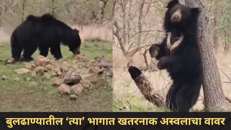 Buldhana News:फक्त बोथा जंगलच नव्हे, आता तर 'या' परिसरातही हिंसक प्राण्यांचा वावर, वन विभागाने केलं मोठं आवाहन