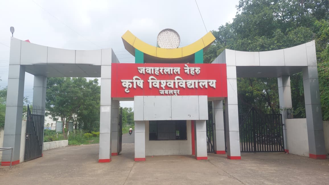 जबलपुर स्थित जवाहरलाल नेहरू कृषि विश्वविद्यालय के प्रयासों से मध्य प्रदेश की 4 पारंपरिक फसलों को GI टैग मिला है.