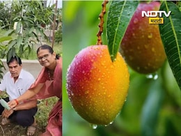 Success Story: 3 लाख रुपये किलोचे 'रेड गोल्ड'! जगातील सर्वात महागडा आंबा, शेतकऱ्याने करून दाखवली अशक्य गोष्ट