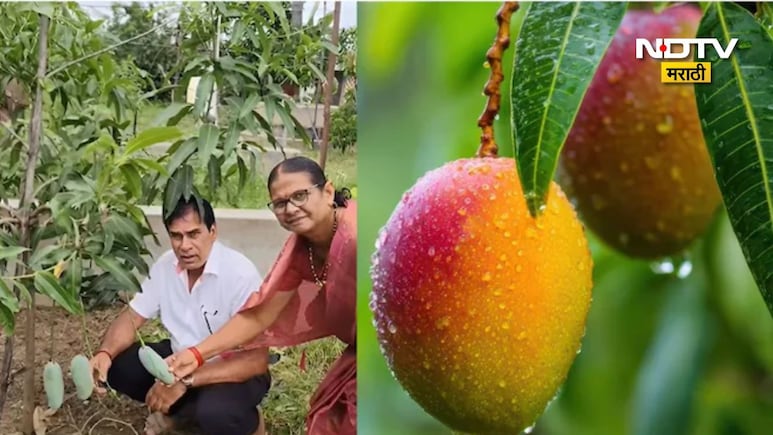 Success Story: 3 लाख रुपये किलोचे 'रेड गोल्ड'! जगातील सर्वात महागडा आंबा, शेतकऱ्याने करून दाखवली अशक्य गोष्ट