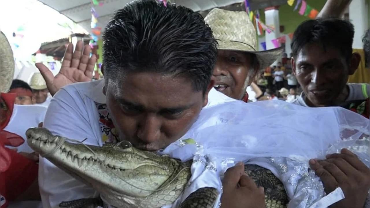 VIDEO: मेयर ने मगरमच्छ से रचाई शादी, Kiss करके बयां की मोहब्बत, जानें आखिर क्यों करना पड़ा ये अजीबोगरीब काम