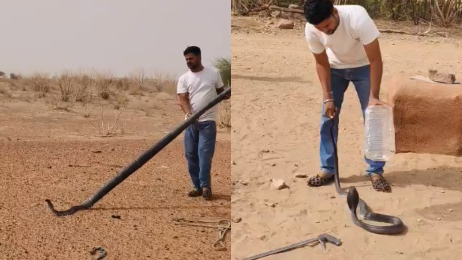 jaisalmer snake rescue