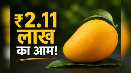 Worlds Most Expensive Mango: ₹2.11 लाख किलो बिकता है ये आम, क्या है मियाजाकी आम की खासियत?