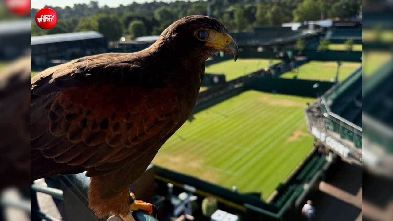 Wimbledon टेनिस कोर्ट को कबूतरों से बचाने के लिए क्यों हर साल हायर किया जाता है यह बाज?