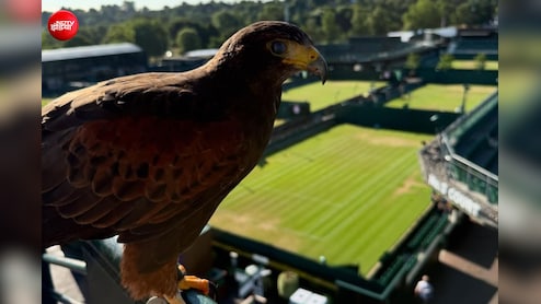 Wimbledon टेनिस कोर्ट को कबूतरों से बचाने के लिए क्यों हर साल हायर किया जाता है यह बाज?
