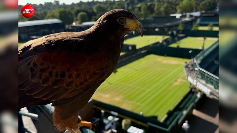 Wimbledon टेनिस कोर्ट को कबूतरों से बचाने के लिए क्यों हर साल हायर किया जाता है यह बाज?